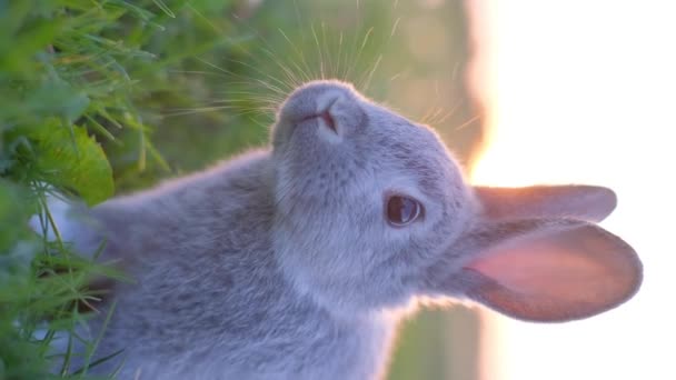 垂直录像中 一只小心翼翼的灰色兔子在草地上吃草 观察周围的环境 日落时的兔子 — 图库视频影像