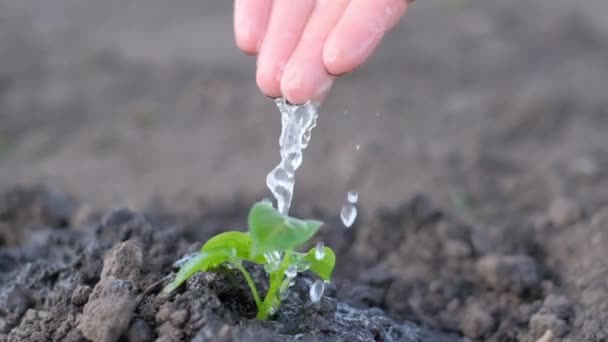 乾季には若い緑の植物に水をかけている 農業という概念 水の滴 人生は若い芽です スローモーション — ストック動画