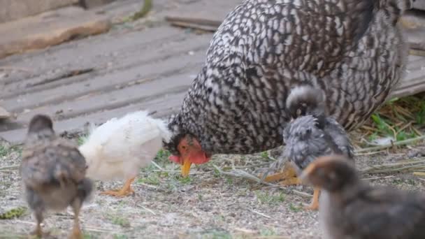 Arka Bahçede Bir Tavuk Ailesi Yürüyorlar Yiyecek Arıyorlar — Stok video