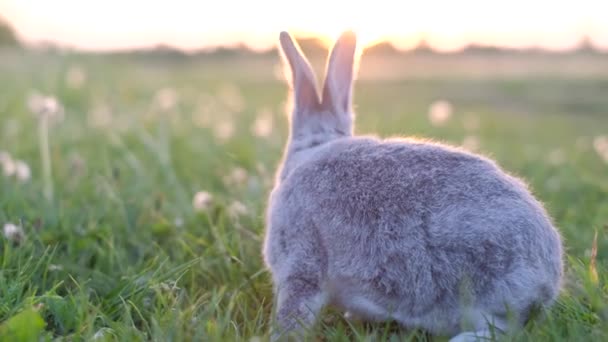 Сірий Кролик Зеленому Лузі Заході Сонця Кролик Зеленому Полі — стокове відео