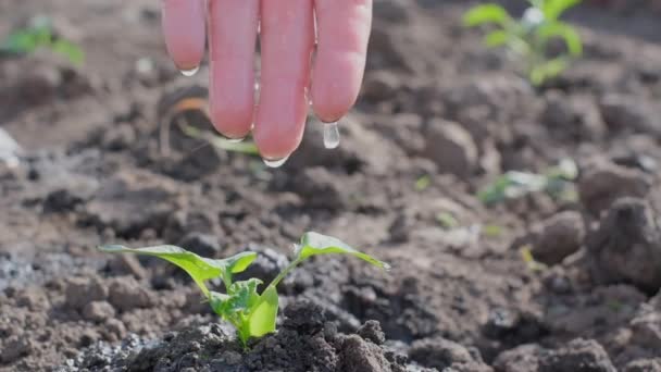 一个女人的手在旱季用一滴水浇灌绿色植物 农业的概念 — 图库视频影像