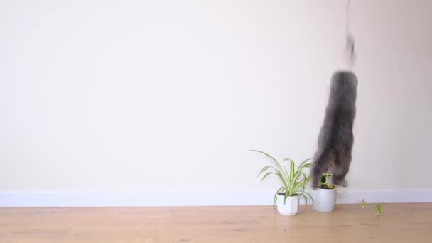 イギリスの猫がおもちゃのネズミにジャンプします 遊び心のあるアクティブなペット — ストック動画