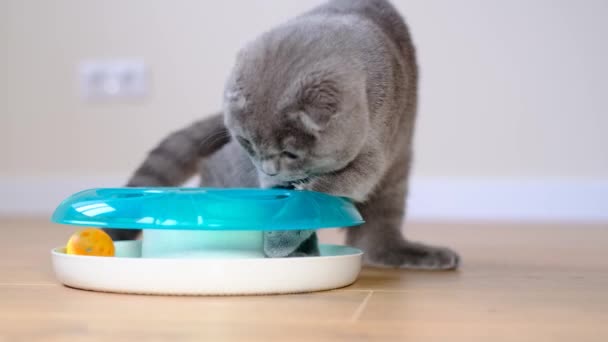 Adorable Gray Tabby Cat Plays Toy Indoors Exploring Pet Fun — стоковое видео