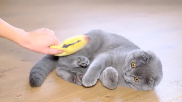 Kvinna Leker Med Skotsk Katt Husdjur Umgås Lekfullt Med Sina — Stockvideo