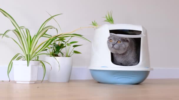 Pisică Gri Merge Toaletă Într Tavă Închisă Toaletă Pentru Pisici — Videoclip de stoc