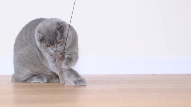 스코틀랜드 고양이는 마우스로 즐긴다 아름다운 고양이는 집에서 — 비디오
