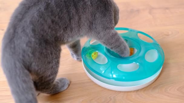 Gray Cat Rests Enjoys Life Playing Ball Beautiful Kitten Rests — Stock Video