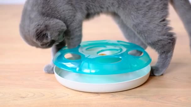 Gri Bir Skoç Kedisi Kedi Oyuncağıyla Oynuyor Evcil Hayvanlar — Stok video