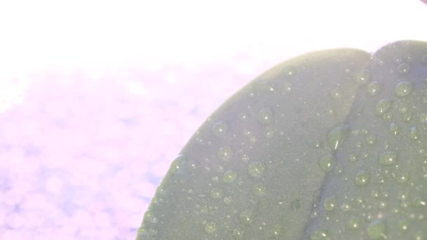 Капли Воды Поверхность Зеленого Листа Замедленная Съемка — стоковое видео