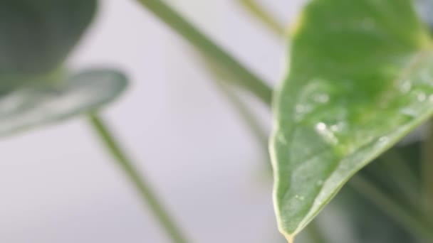 新鮮な緑の葉から落ちる水滴のスローモーションビデオ 夏のコンセプト 新鮮さ — ストック動画