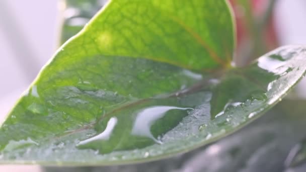 Esővíz Cseppjei Zöld Levelekre Hullanak Ami Természet Által Ihletett Jelenetet — Stock videók