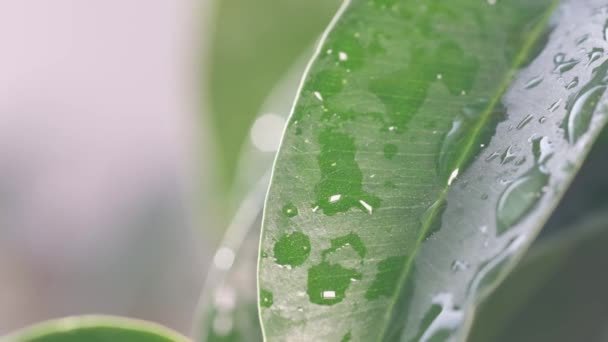 Bloempotten Verzorging Verzorging Verzorging Verzorging Water Geven Gezondheid Van Planten — Stockvideo