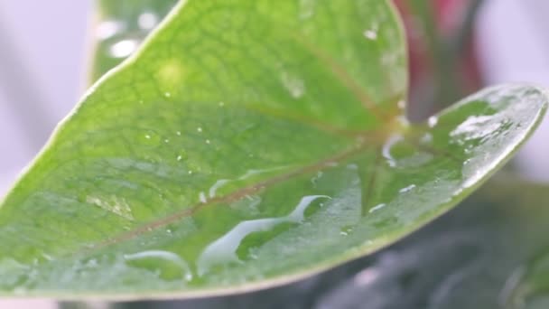 Sprinkande Hem Blomkrukor Med Vatten Skötsel Inomhusväxter — Stockvideo