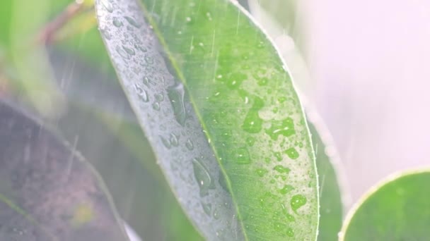 Slow Motion Besprenkelen Home Bloempotten Met Water Verzorging Van Binnenplanten — Stockvideo