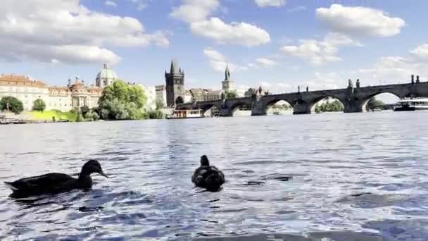 Άγρια Πάπιες Στον Ποταμό Vltava Στην Πράγα Όμορφο Ηλιόλουστο Καιρό — Αρχείο Βίντεο