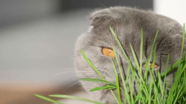 家养的短毛猫 长着美丽的黄色眼睛 吃新鲜的绿燕麦芽 猫健康食品的概念 — 图库视频影像