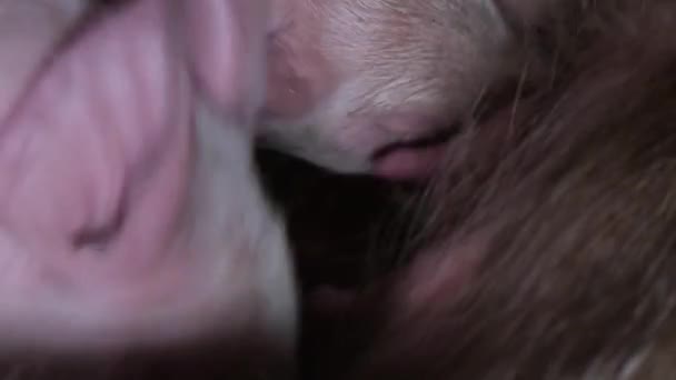 Małe Zwinne Prosięta Jedzą Mleko Matki Świni Klatce Karmienie Prosiąt — Wideo stockowe