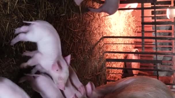 Wiele Małych Słodkich Różowych Prosiąt Mleko Matki Świni Klatce Farmie — Wideo stockowe