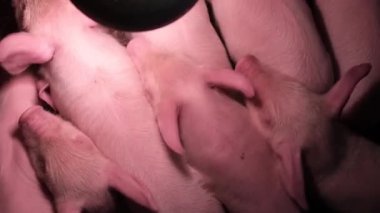 Yeni doğmuş domuzlar kafeslerinde, lambanın altında. Domuz çiftliğindeki yavru domuzlar. Dikey video