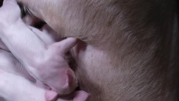 Małe Zwinne Prosięta Jedzą Mleko Maciory Leżąc Klatce Farmie Świń — Wideo stockowe
