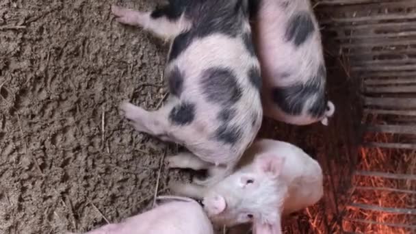 Porcos Adultos Raças Diferentes Sua Gaiola Uma Pequena Quinta Privada — Vídeo de Stock