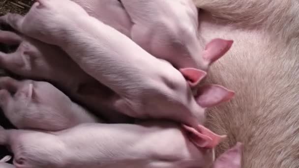 Beaucoup Petits Porcelets Ferme Nourrissent Lait Maternel Porc Reproduction Porcelets — Video