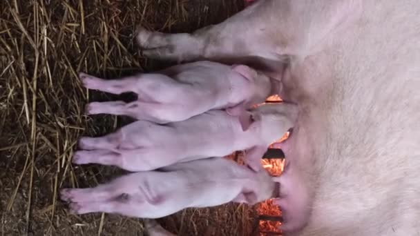 Kleine Behendige Biggetjes Eten Melk Van Moedervarken Hun Kooi Voedende — Stockvideo