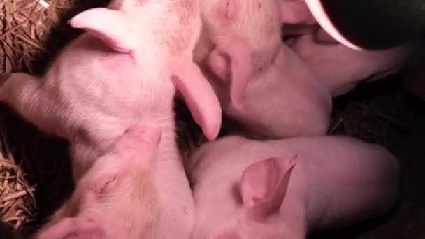 Kleine Roze Biggetjes Een Dierenboerderij Het Dorp Landbouwsector Verticale Video — Stockvideo