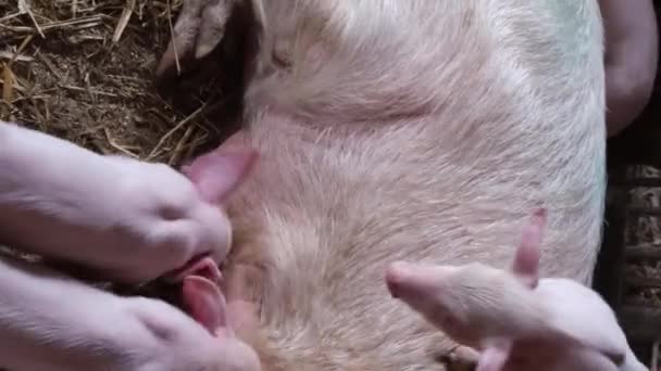 Los Cerdos Bebés Comen Leche Materna Alimentar Los Lechoncitos Reproducción — Vídeos de Stock