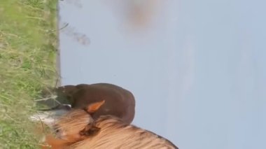 Atlar şafak vakti yeşil bir çayırda otlarlar. Çayırda sabah oldu. Kırsal atlar sahada. Dikey video