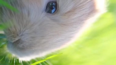 Küçük bir turuncu tavşan yeşil bir çimenlikte otluyor. Kapatın. Dikey video