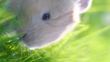 Turuncu bir tavşan yeşil bir çimenlikte oturuyor. Tavşan çimenleri yakından yiyor. Dikey video.