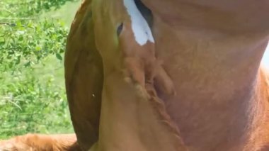 Güzel bir yavru at, güzel bir gün ışığında yeşil bir çayırda kırmızı kısrak annesinin sütünü içer. Çiftlikteki atlar. Dikey video