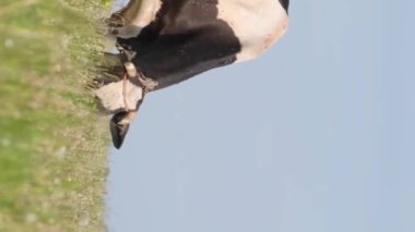 Bir süt ineği yeşil bir çayırda ot yer. Tarımsal hayvan çiftliği. Ekolojik olarak temiz bir bölge. Dikey video