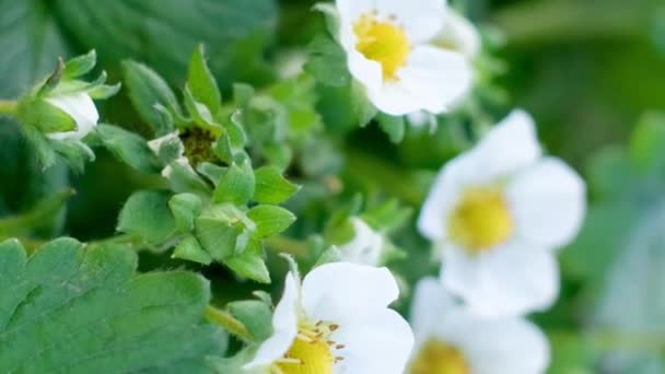 Zbliżenie Truskawki Kwitnącej Białym Kwiatem Hodowla Truskawek Ogrodzie Pionowe Wideo — Wideo stockowe