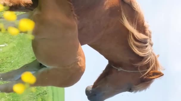 Koń Pije Mleko Swojej Czerwonej Matki Klaczy Zielonej Łące Świetle — Wideo stockowe