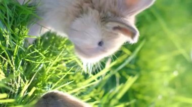 İki küçük turuncu tavşan parlak yeşil çimlerde ve yeşil bulanık arka planda. Dikey video.