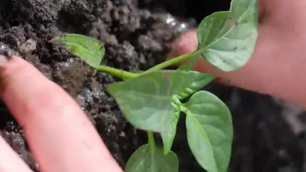 Close Womans Hand Planting Young Green Plant Dry Soil Garden — Stock Video
