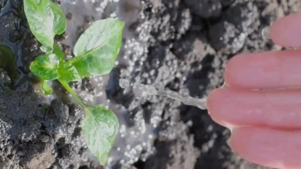 Close Agricultor Mão Molhando Mudas Verdes Jardim Câmera Lenta Vídeo — Vídeo de Stock