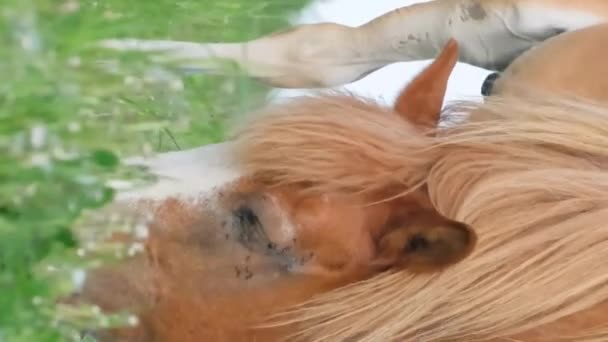 Wiejskie Konie Zielonej Łące Farma Koni Pionowe Wideo — Wideo stockowe