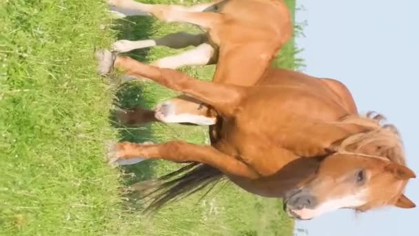 Kuda Kuda Pedesaan Padang Rumput Hijau Peternakan Kuda Video Vertikal — Stok Video