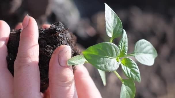乾燥した土地に緑の植物を植える男 緑化する惑星地球 バーティカルビデオ — ストック動画