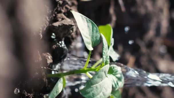 Фермер Поливал Молодые Недавно Посаженные Растения Медленное Движение Вертикальное Видео — стоковое видео