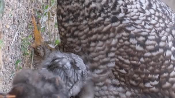 大人の鶏とひよこが食べ物を求めています 美しいチキン バーティカルビデオ — ストック動画