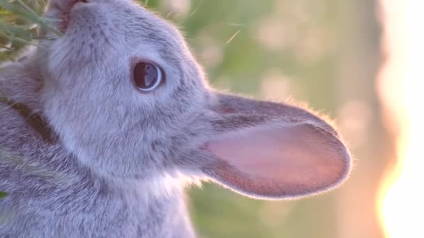 Pequeño Conejo Está Sentado Hierba Verde Día Soleado Conejo Gris — Vídeos de Stock