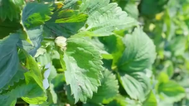 Biały Kwiat Zielonej Truskawce Plantacja Młodych Truskawek Pionowe Wideo — Wideo stockowe
