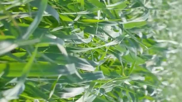 麦田的近景 种植粮食作物 栽培新鲜的绿黑麦植物 粮食用于农业 覆盖作物 饲料作物 垂直录像 — 图库视频影像