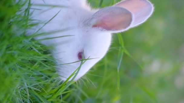 かわいい白ウサギが草を牧場で食べている 緑の草で遊ぶ愛らしい小さな白いオランダのウサギ イースターデーのコンセプト バーティカルビデオ — ストック動画