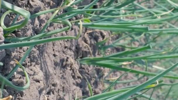 Cultiver Des Oignons Verts Plantes Mûres Oignon Poussant Dans Les — Video