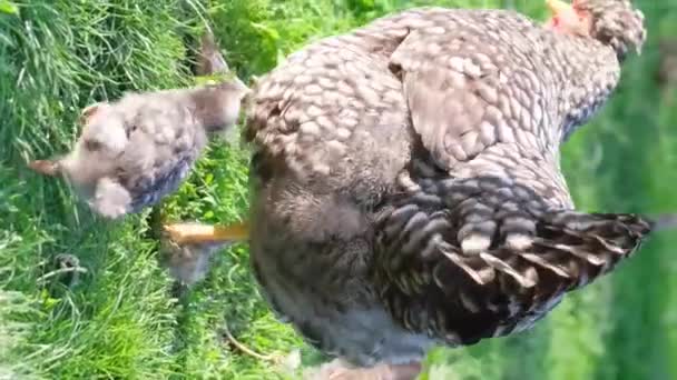 Une Poule Adulte Des Poussins Sont Recherche Nourriture Dans Herbe — Video